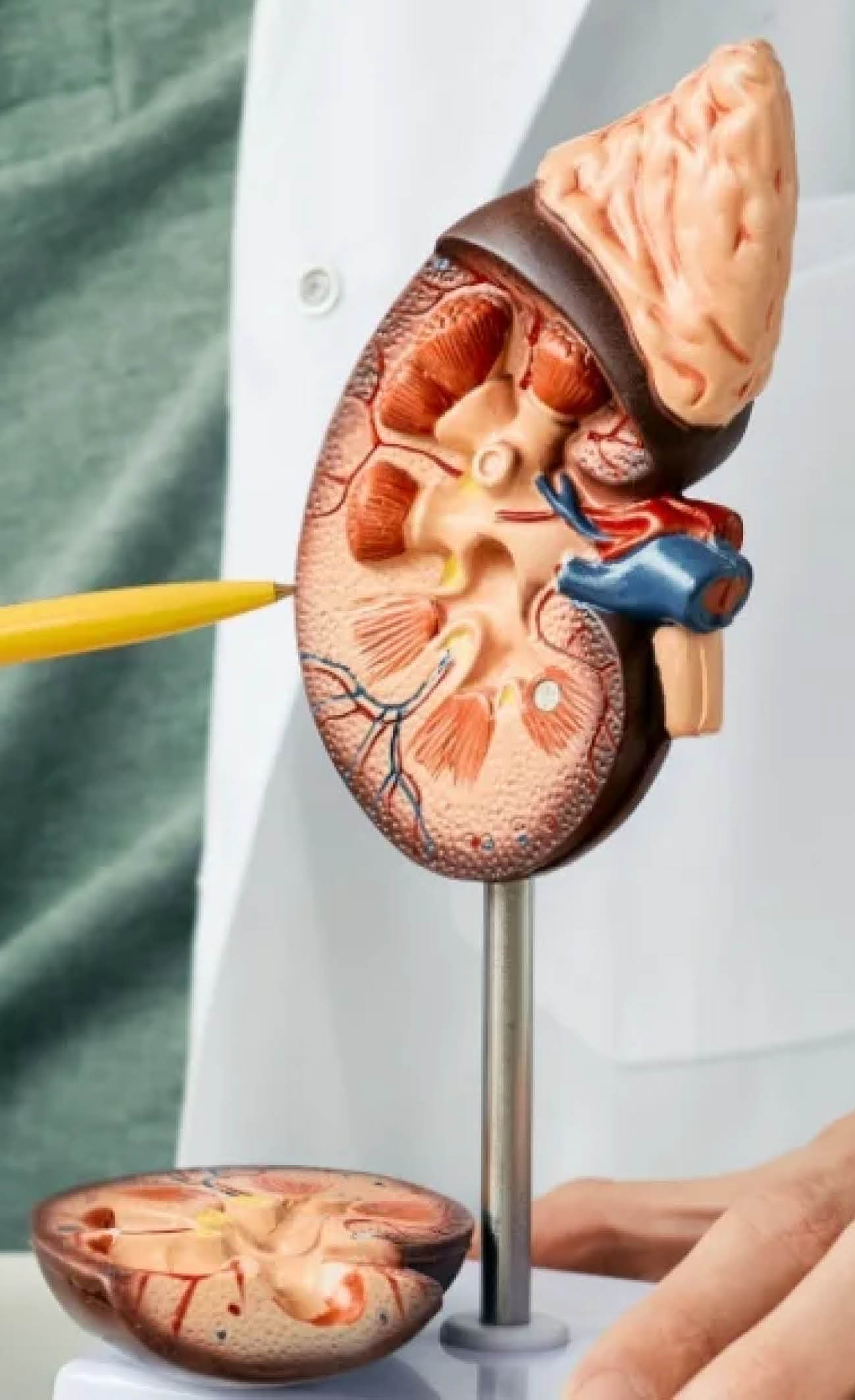Ricerca Cardiopatie
